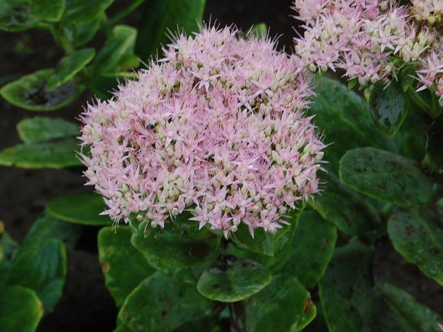 大弁慶草（オオベンケイソウ） : 新・四季の花