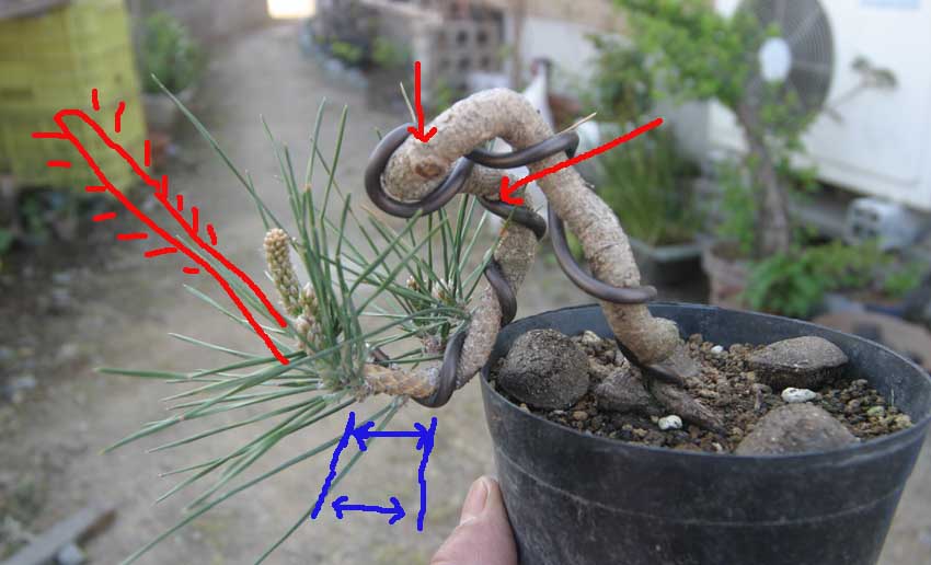 黒松変わり木整枝・1 : 風流盆栽