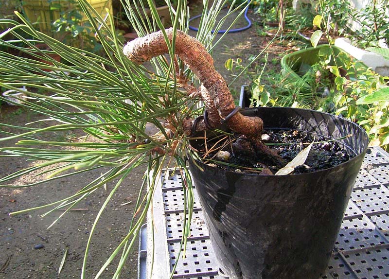 黒松変わり木整枝・1 : 風流盆栽