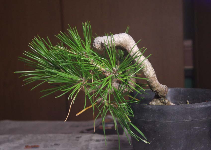 黒松変わり木整枝・1 : 風流盆栽