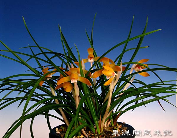 日本春蘭・韓国春蘭・中国春蘭・展示会 No．324 : 風来記 東洋蘭風来