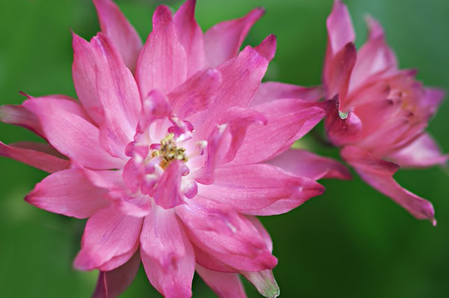 糸繰草 【 苧環・オダマキ】 : ☆ 野草デジカメ日記☆