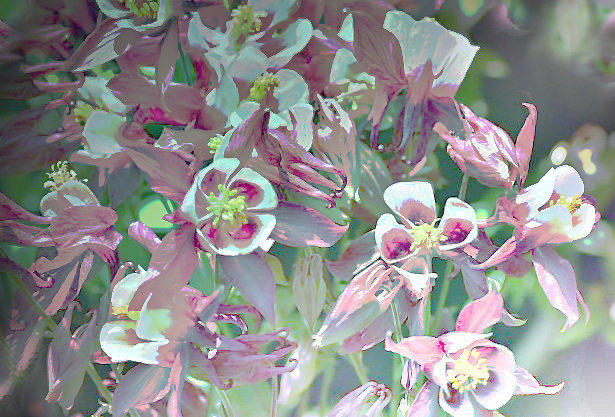 糸繰草 【 苧環・オダマキ】 : ☆ 野草デジカメ日記☆