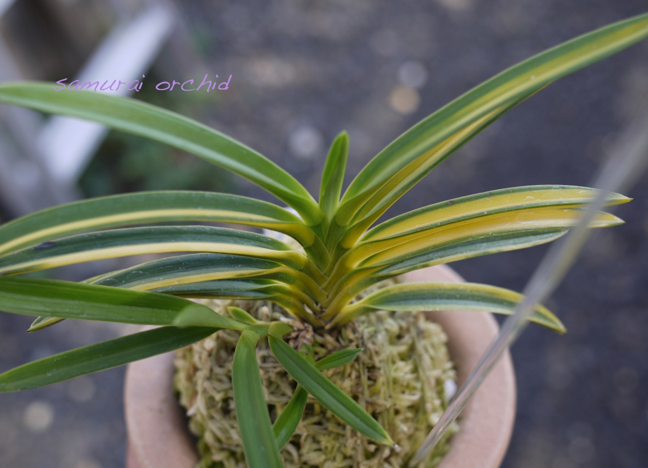 K様のコレクション 羆？ 五十鈴川？ 建国殿？ : □ サムライ