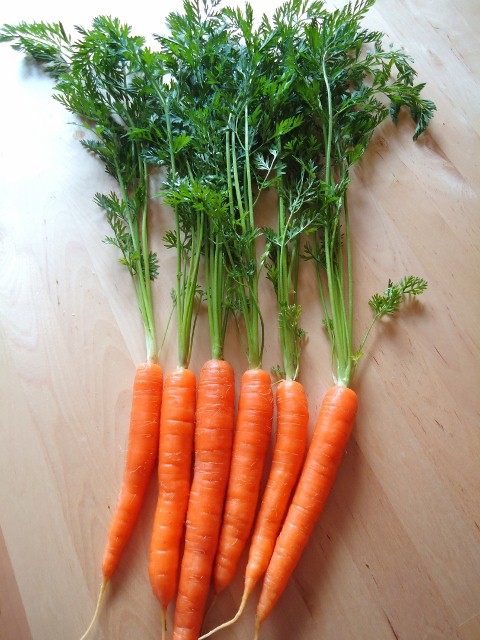 新しい野菜に挑戦！(33) -Carrot Green（ニンジンの葉） : シアトルに