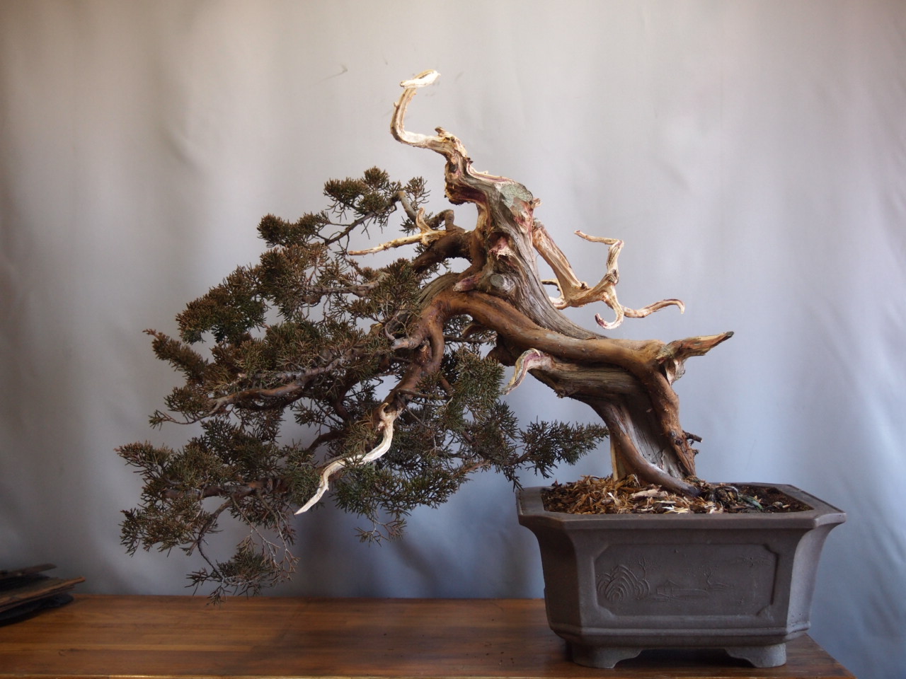 真柏 半懸崖 : 雨宮園 ～盆栽・山野草・陶芸～ 趣味が仕事でも・・・