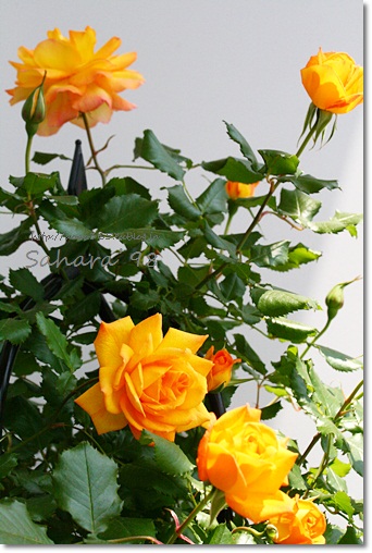 2013 薔薇通信 色が変わるサハラ'98 : el cielo azul