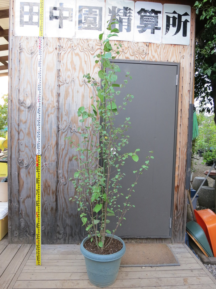 カツラ 本株立ち カツラの木 桂の木 販売 価格 値段 画像 写真 庭木