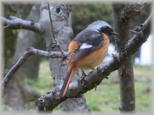 シダ植物＜着生植物＞ : 山野草に癒されて