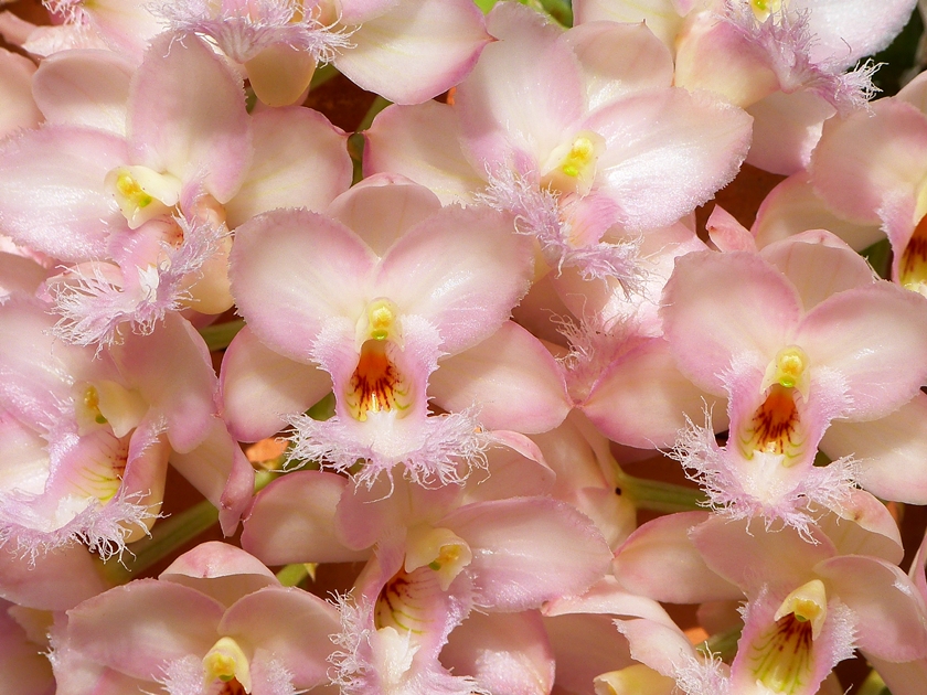 Clowesia Grace Dunn 'Chadds Ford' : 花咲か父さん 洋らん栽培