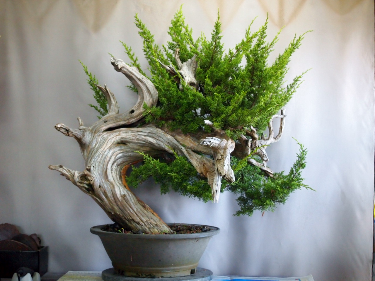 真柏の創作盆栽 : 雨宮園 ～盆栽・山野草・陶芸～ 趣味が仕事でも・・・