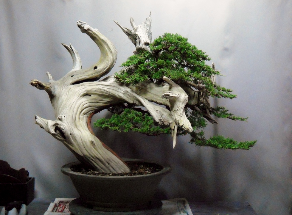 真柏の創作盆栽 : 雨宮園 ～盆栽・山野草・陶芸～ 趣味が仕事でも・・・