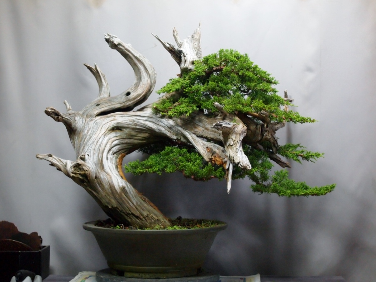 真柏の創作盆栽 : 雨宮園 ～盆栽・山野草・陶芸～ 趣味が仕事でも・・・