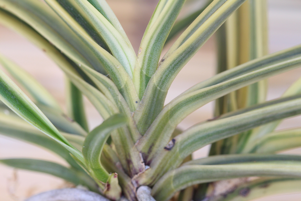 富貴蘭：天恵覆輪 : The blog of meraki