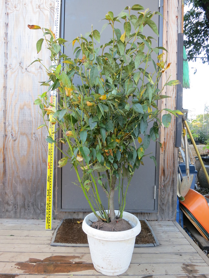 クロモジ 株立ち 黒文字 販売 画像 写真 価格 値段 庭木 安行 植木 主