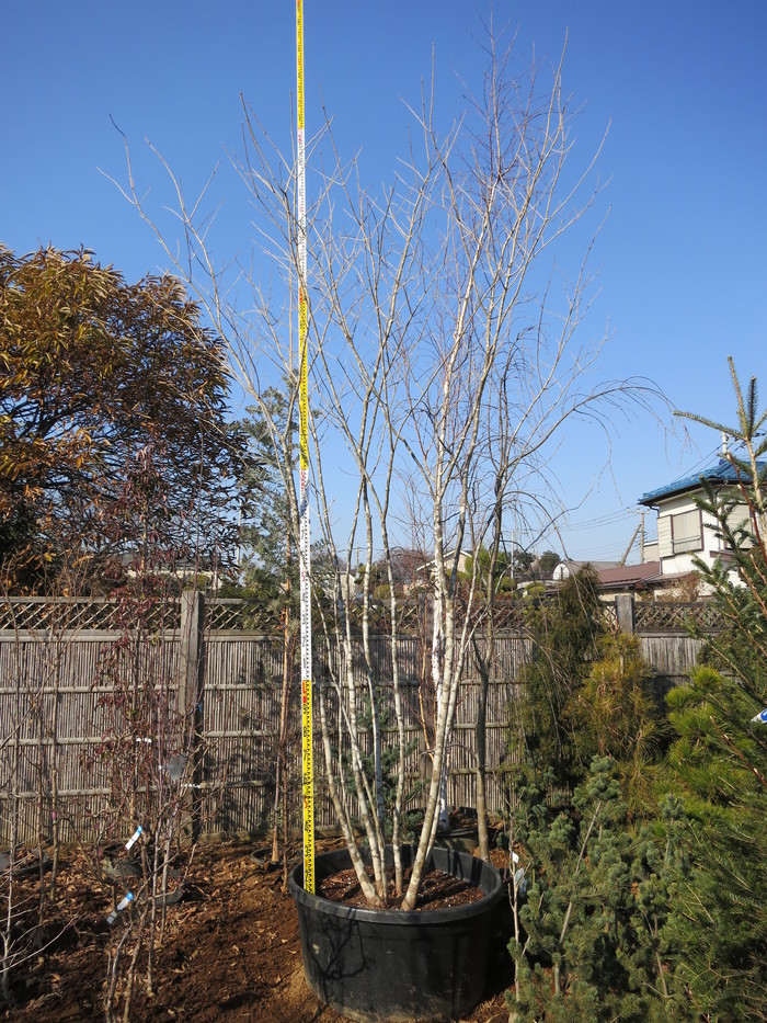現品 ミツバツツジ 株立 特大苗 2.2mほど 山採り 現品 ミツバツツジ 株