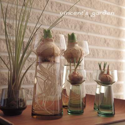 Holmegaard Celebrateで育てるヒヤシンスの今。 : ぶいくんの庭