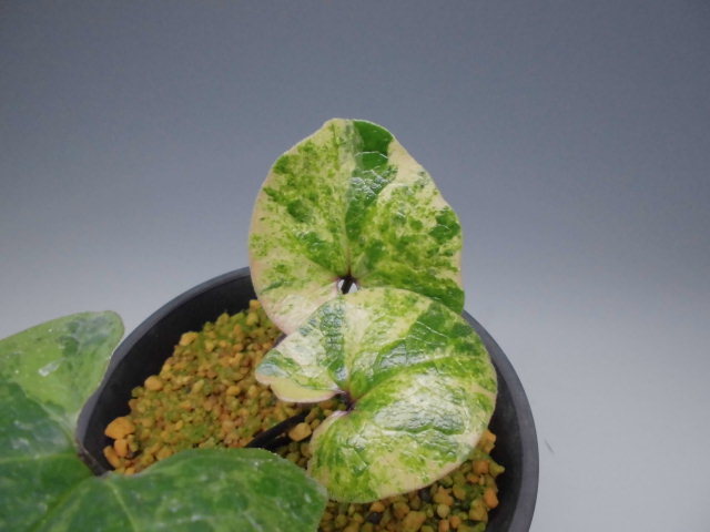 カンアオイ斑入り : DREAM GRASSES