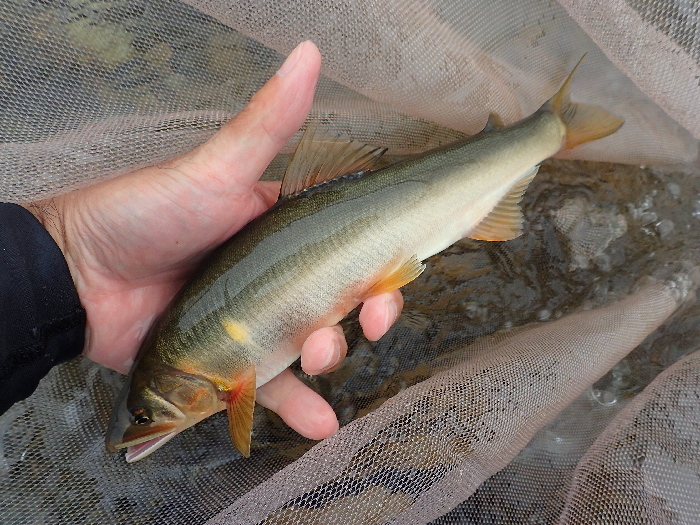 龍神竿90 急瀬Tough Power MOSA」 : STREAMSIDE