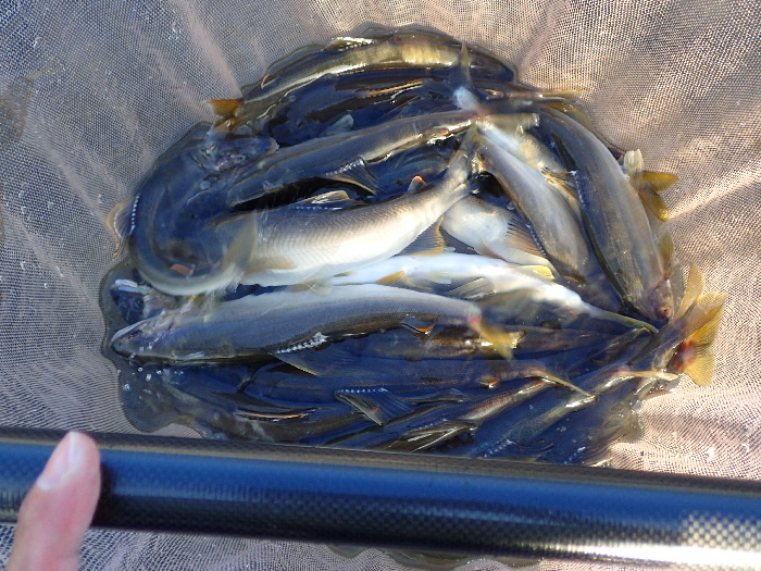 龍神竿90 急瀬Tough Power MOSA」 : STREAMSIDE