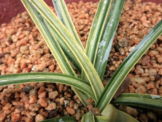 斑入りヒガンバナは当たりはずれがあります、 : 園芸のいのうえ屋