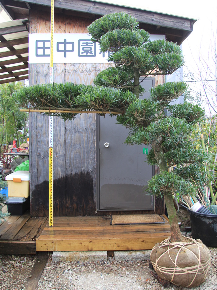 マキノキ 槙の木 イヌマキ 犬槇 門かぶり仕立て 販売 画像 写真 価格