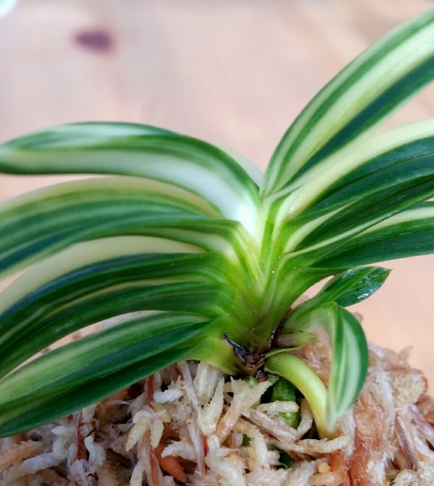 不老白 (豊明殿白縞) : □ サムライ オーキッド □ 富貴蘭 セレクト