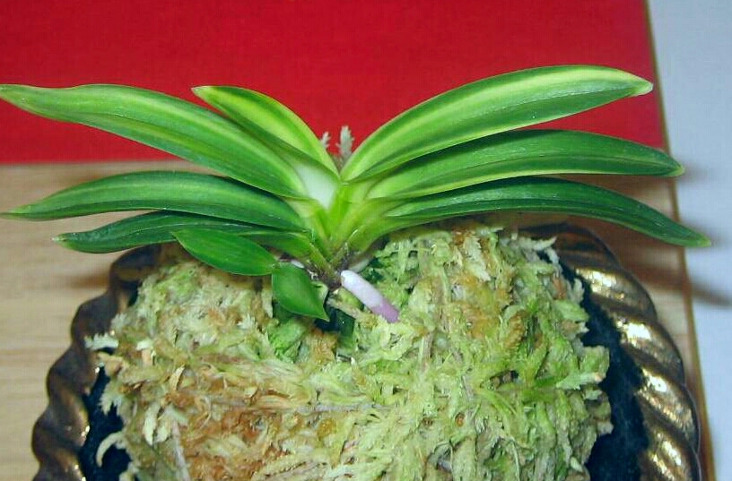 不老白 (豊明殿白縞) : □ サムライ オーキッド □ 富貴蘭 セレクト