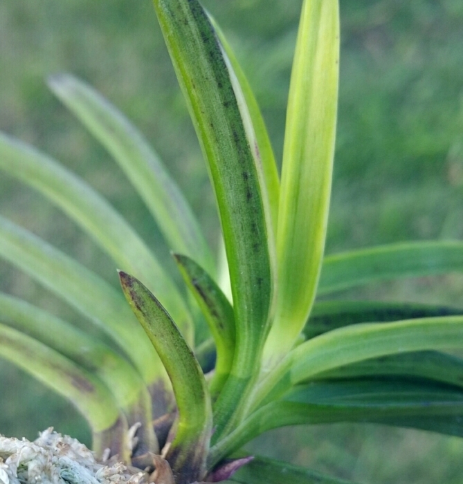 天系 金牡丹黄縞 : □ サムライ オーキッド □ 富貴蘭 セレクト