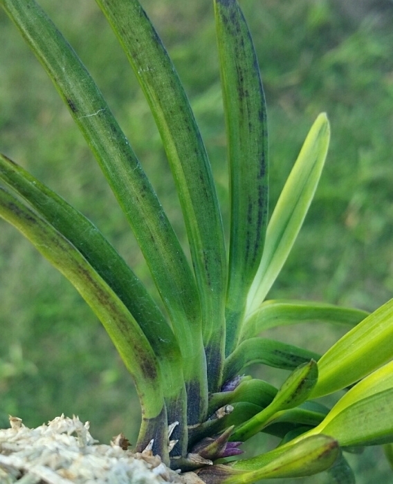 天系 金牡丹黄縞 : □ サムライ オーキッド □ 富貴蘭 セレクト