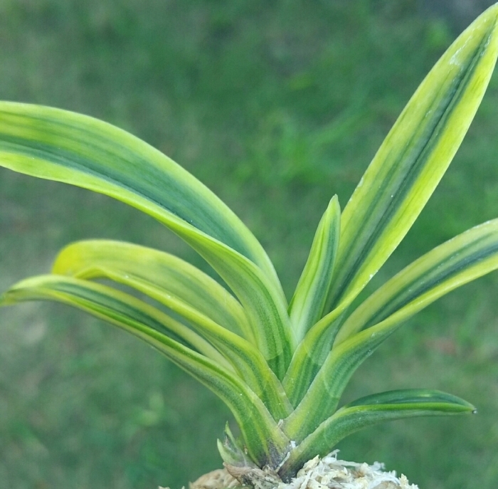 大観 : □ サムライ オーキッド □ 富貴蘭 セレクトショップ MAIL