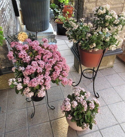 花月苗木 金の成る木 濃いと薄いピンク色2株セット開花中 鉢ごと発送