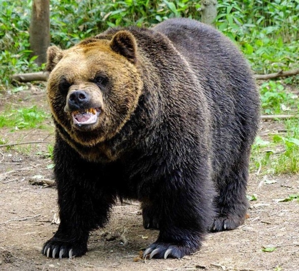 コラムリレー（第97回）木彫り熊と生きた熊 : 道南ブロック博物館施設