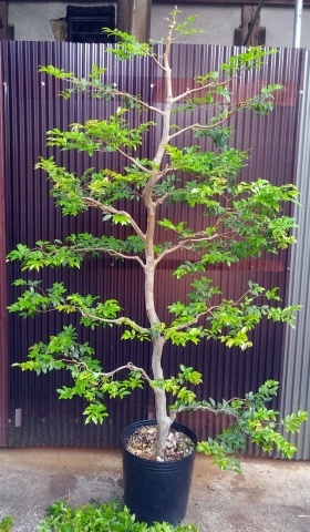 お家で楽しむジャボチカバ栽培 : 西川農園通信