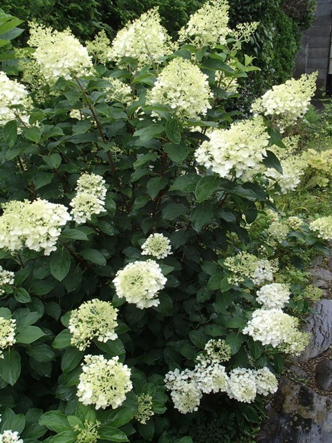 秋色のピラミッドアジサイ : 蔓兵衛の山と庭の日々