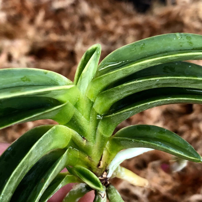 御神渡 : □ サムライ オーキッド □ 富貴蘭 セレクトショップ MAIL