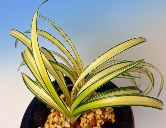 日本春蘭 金閣宝 : 蘭万園日記