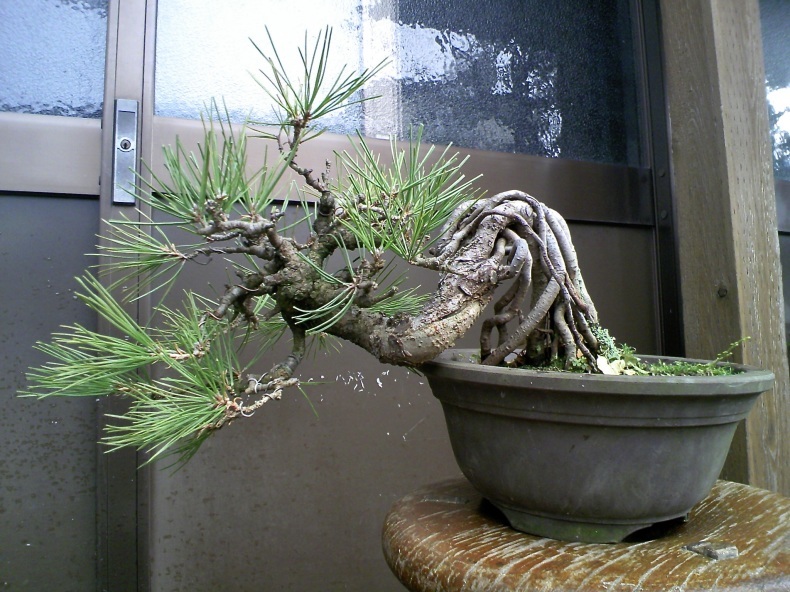 黒松根上りの半懸崖古葉取り : 盆栽便り