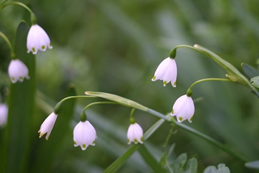 特殊レンズ・スーパーマニアックス（65）YASHICA ML レンズ : 【匠の