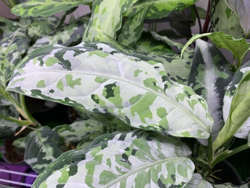 Aglaonema Pictum 柳緑花紅 : 四六時中