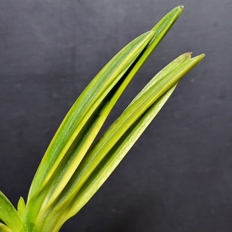 富貴蘭 金牡丹縞 : 富貴蘭チャンネル