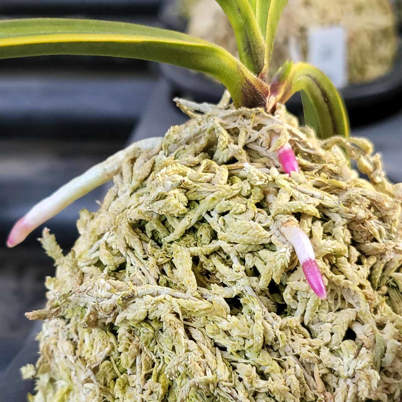 富貴蘭 ルビー根考 : 富貴蘭チャンネル 富貴蘭「総ルビー根翠華殿