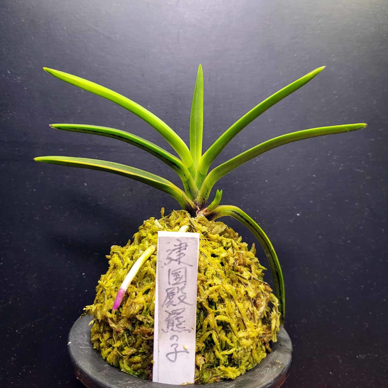 富貴蘭 建国系ルビー根 : 富貴蘭チャンネル