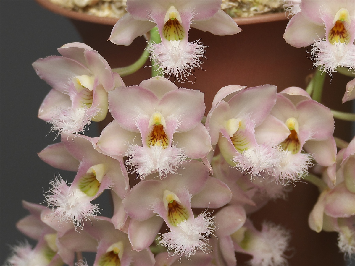 Clowesia (Cl.) Grace Dunn 'Beaver Valley' : 花咲かじいちゃん洋らん栽培