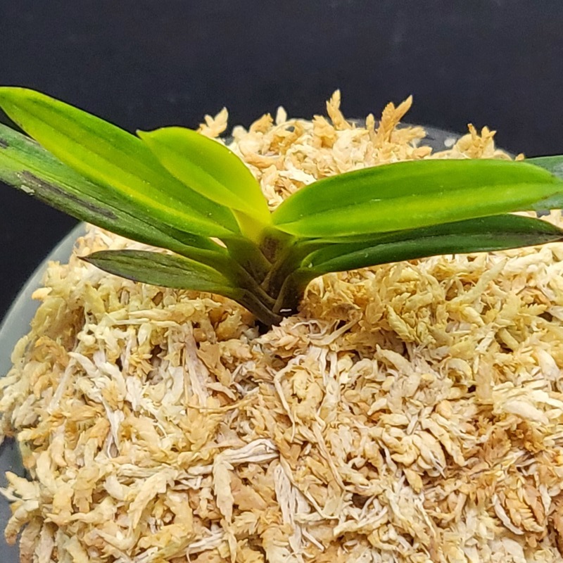 富貴蘭 金牡丹【優】 : 富貴蘭チャンネル