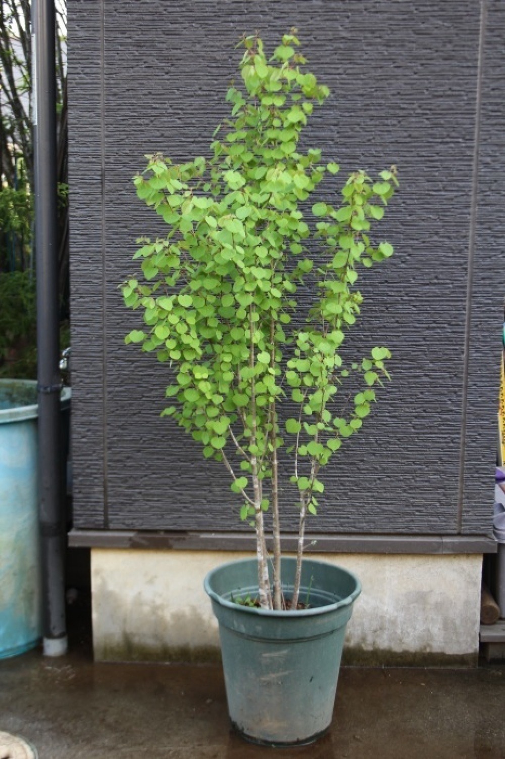 カツラ 本株立ち 桂の木 山採り 販売 価格 値段 画像 写真 庭木 安行