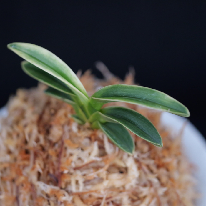 御神渡 : □ サムライ オーキッド □ 富貴蘭 セレクトショップ MAIL