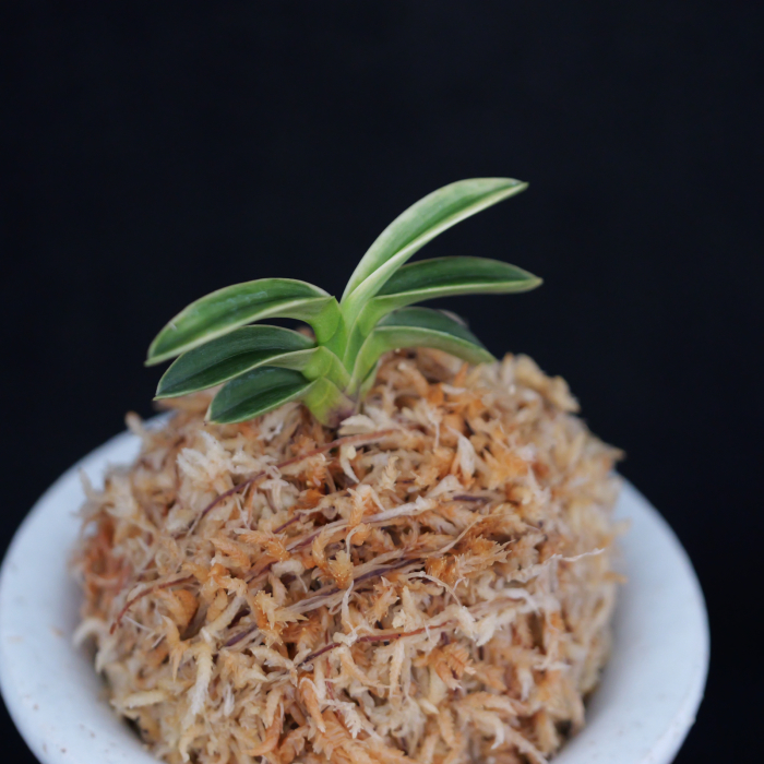 御神渡 : □ サムライ オーキッド □ 富貴蘭 セレクトショップ MAIL