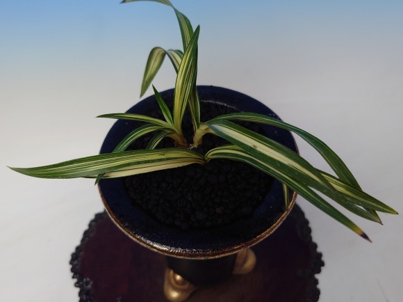 韓国春蘭 (仮)凛 : 蘭万園日記