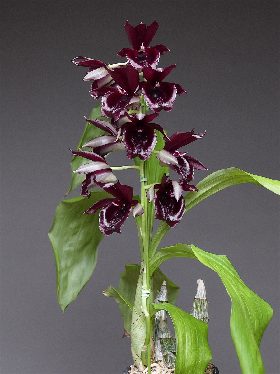 Clowesetum (Clo.) Mark Margolis : 花咲かじいちゃん洋らん栽培